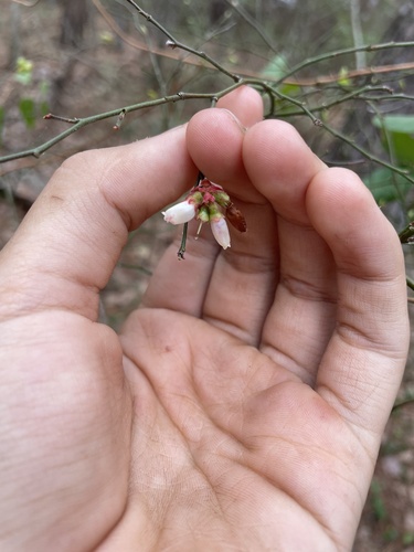 Vaccinium elliottii (mayberry) (alternate view 11)