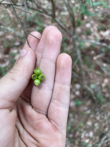 Vaccinium elliottii (mayberry) (alternate view 12)