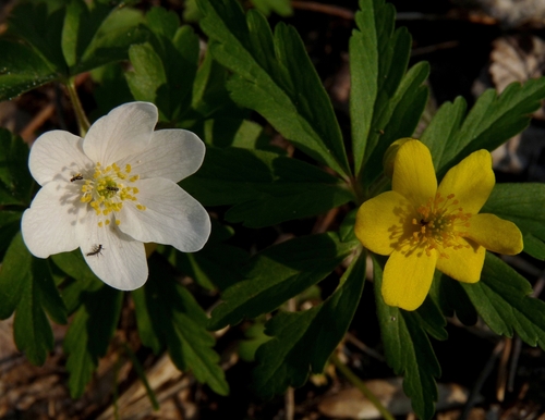 Anemonoides ranunculoides (Yellow Anemone)