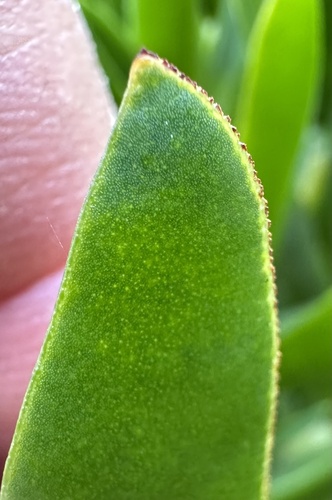 Carpobrotus edulis (sea fig)