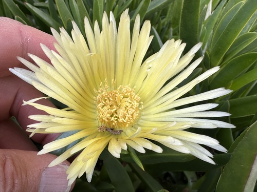 Carpobrotus edulis (sea fig)