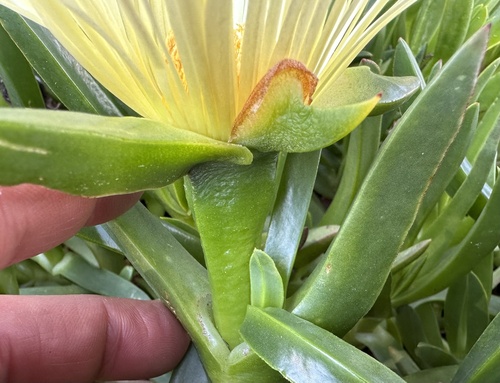 Carpobrotus edulis (sea fig)