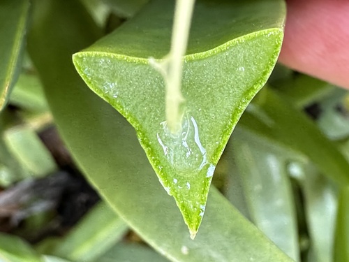 Carpobrotus edulis (sea fig)
