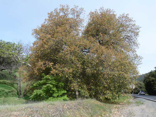 Quercus × ganderi (Gander oak)