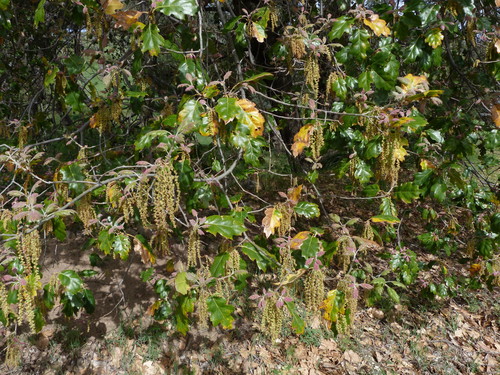 Quercus × ganderi (Gander oak) (alternate view 2)