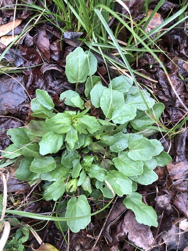 Cardamine bulbosa (bulbous cress) (alternate view 3)