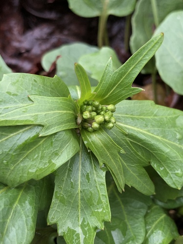 Cardamine bulbosa (bulbous cress) (alternate view 4)
