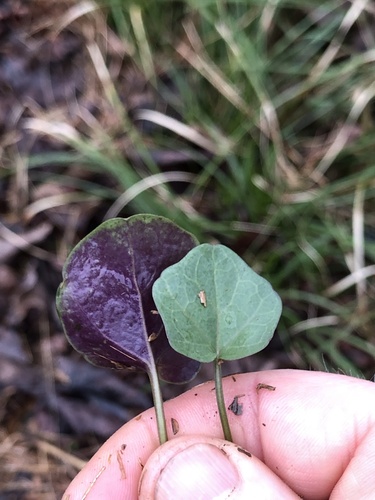 Cardamine bulbosa (bulbous cress) (alternate view 5)