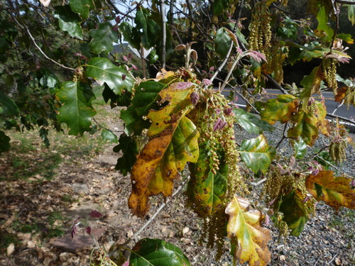 Quercus × ganderi (Gander oak) (alternate view 3)