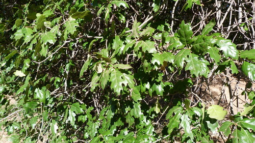 Quercus × ganderi (Gander oak) (alternate view 4)