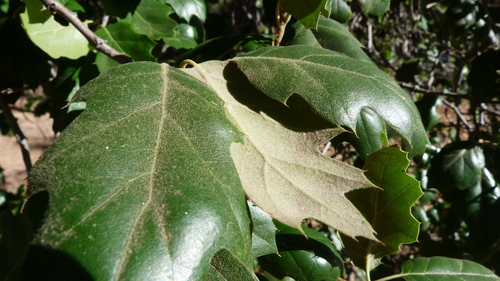 Quercus × ganderi (Gander oak) (alternate view 5)