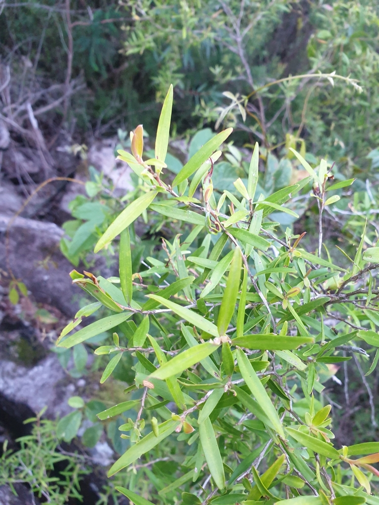 Leptospermum petersonii, Lemon-scented tea tree — upright evergreen (Myrtaceae) (image 9 of 9)