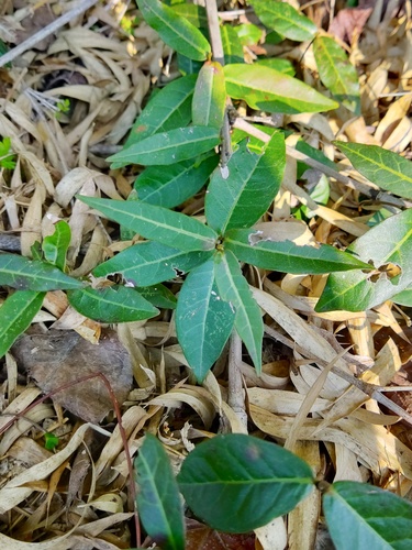 Trachelospermum jasminoides (star jasmine)