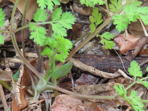 Torilis arvensis (common hedge parsley)