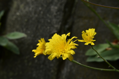 Hieracium (hawkweeds) (alternate view 10)