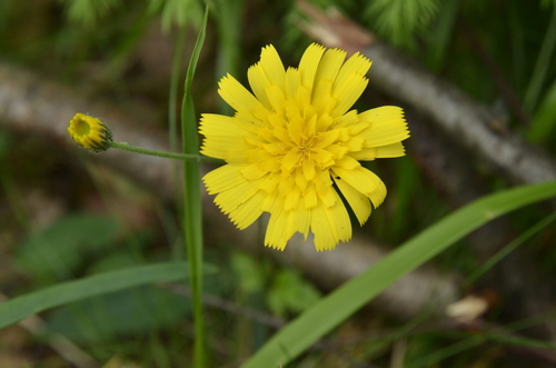 Hieracium (hawkweeds) (alternate view 9)