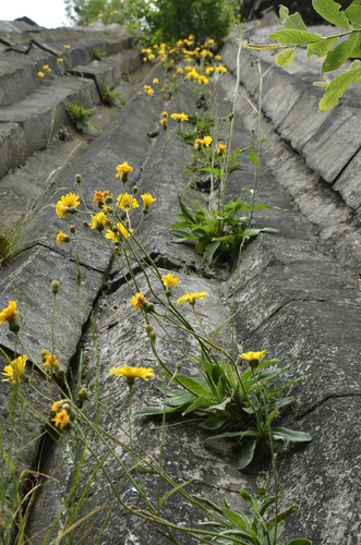 Hieracium (hawkweeds) (alternate view 8)