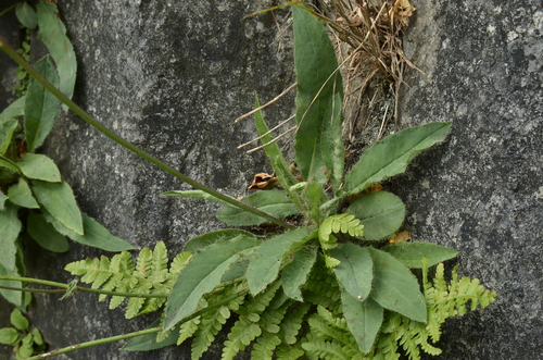 Hieracium (hawkweeds) (alternate view 11)