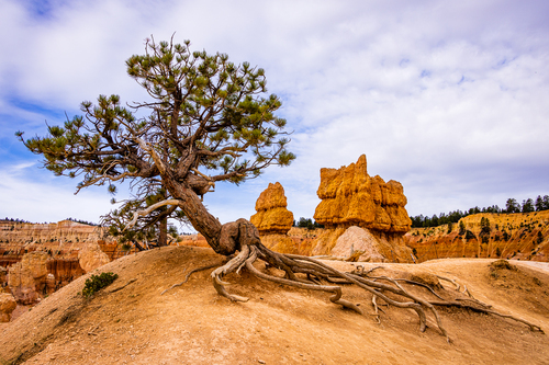 Pinus flexilis (limber pine) (alternate view 5)