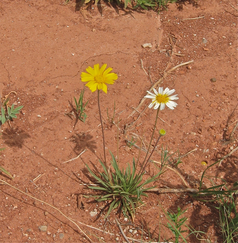 Tetraneuris scaposa (Stemmy Four-nerved Daisy)