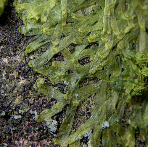 Metzgeria furcata (Forked Veilwort)