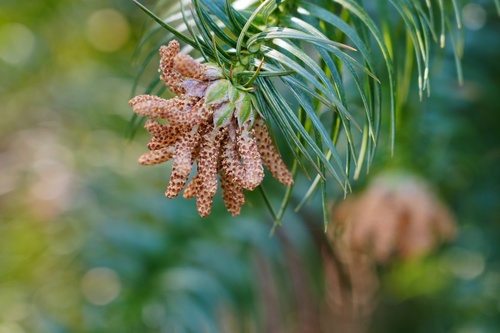 Cunninghamia lanceolata (China Fir) (alternate view 4)