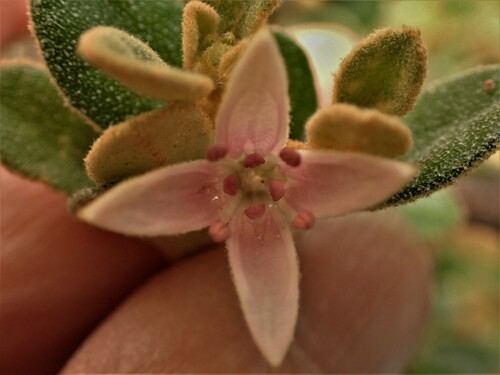 Correa alba (White Correa) (alternate view 5)