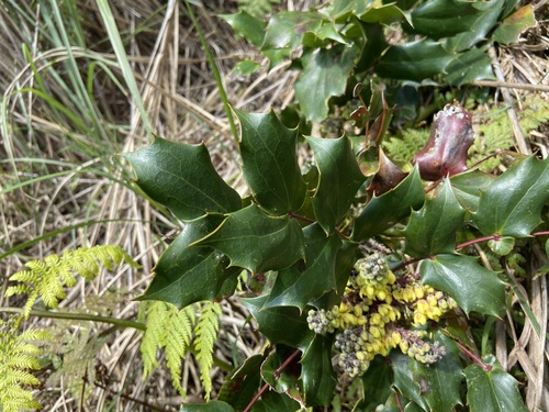 Berberis japonica (Japanese Mahonia)