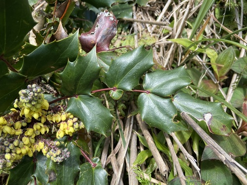 Berberis japonica (Japanese Mahonia)