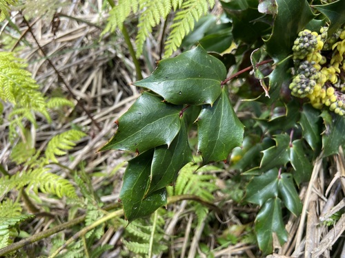 Berberis japonica (Japanese Mahonia)