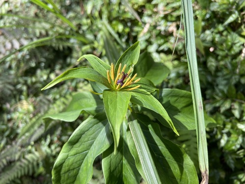 Paris polyphylla (multi-leaf paris)