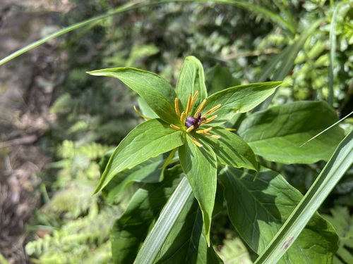 Paris polyphylla (multi-leaf paris) (alternate view 2)