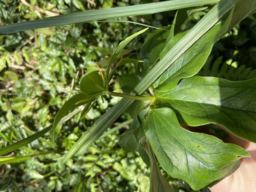 Paris polyphylla (multi-leaf paris) (alternate view 3)