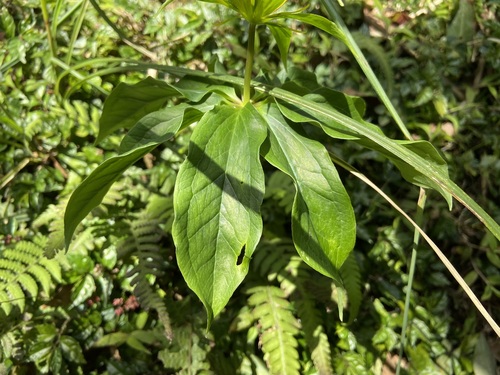 Paris polyphylla (multi-leaf paris) (alternate view 4)