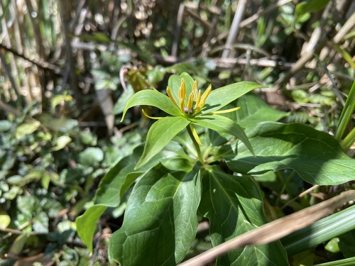 Paris polyphylla (multi-leaf paris) (alternate view 5)