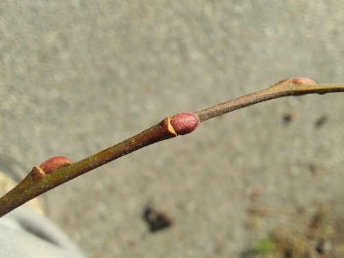Salix scouleriana (Scouler’s willow) (alternate view 5)