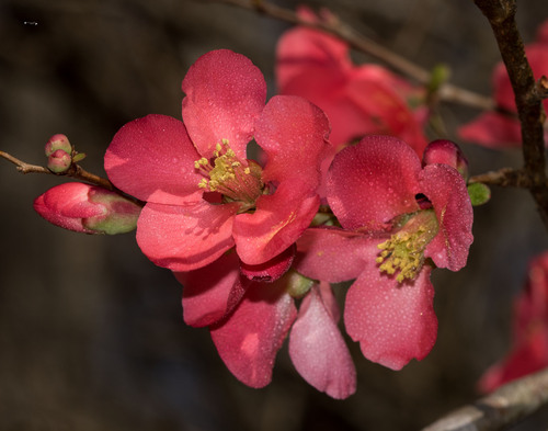 Chaenomeles speciosa (flowering quince) (alternate view 5)