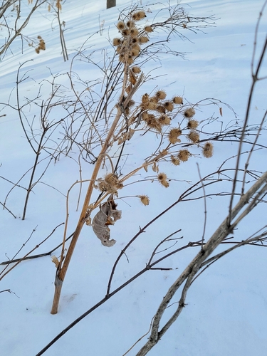 Arctium lappa (greater burdock)