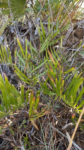Zamia integrifolia (Coontie Palm)
