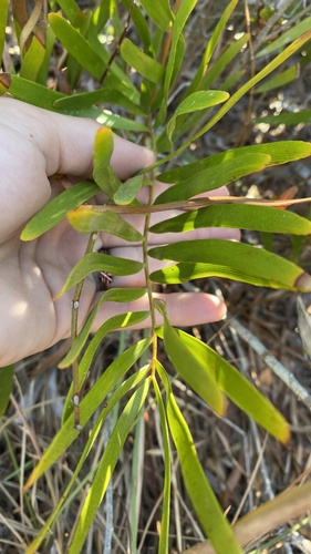 Zamia integrifolia (Coontie Palm)