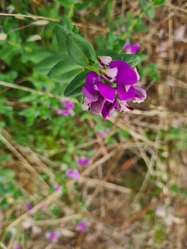Polygala myrtifolia (Sweet Pea Shrub)
