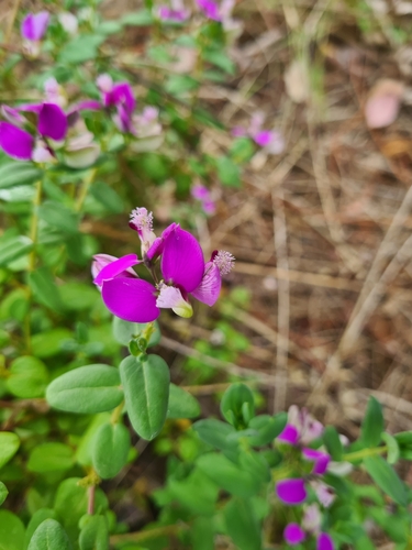 Polygala myrtifolia (Sweet Pea Shrub) (alternate view 2)