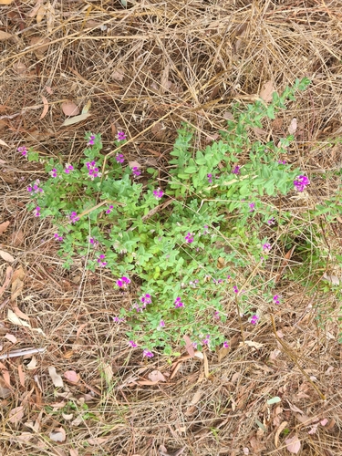 Polygala myrtifolia (Sweet Pea Shrub) (alternate view 3)