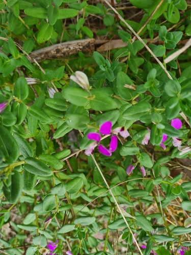 Polygala myrtifolia (Sweet Pea Shrub) (alternate view 4)