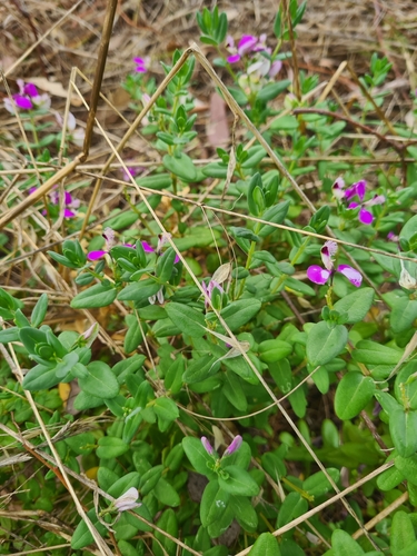 Polygala myrtifolia (Sweet Pea Shrub) (alternate view 5)