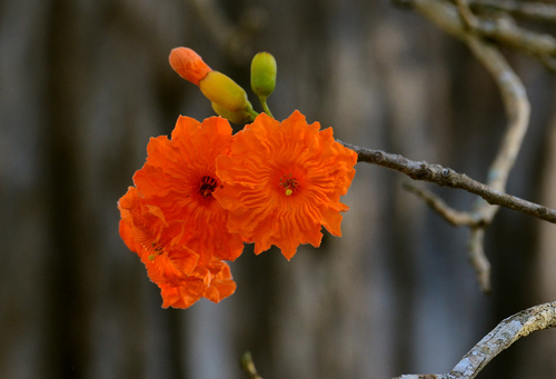 Cordia