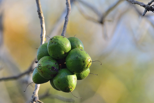 Cordia (alternate view 2)