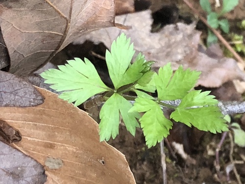 Xanthorhiza simplicissima (Shrub Yellowroot) (alternate view 2)