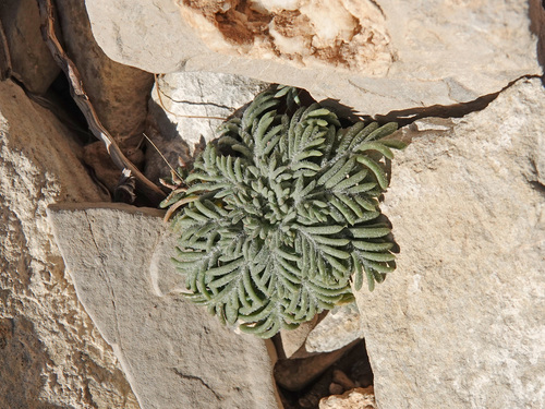 Ipomopsis (Skyrockets)