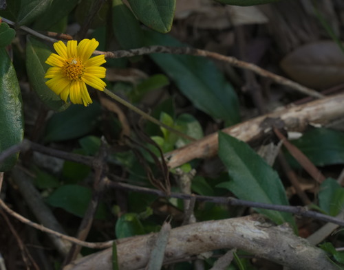 Sphagneticola trilobata (Trailing Daisy)